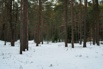 evening in winter pine forest, tranquil landscape photo