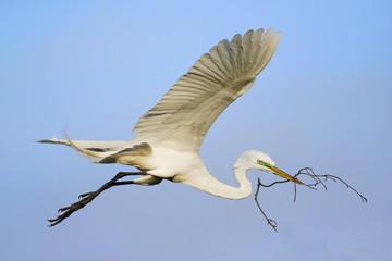 A nersting Egret in flight during the breeding season. 
