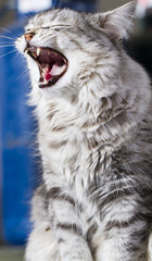 cat yawning, silver siberian breed