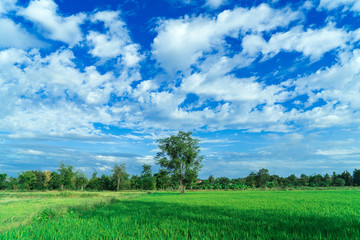 Obraz premium Rice farm