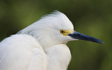 Cloe-up portrait of Egret in Florida. 