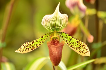 Naklejka na ściany i meble Close up of orchid (Paphiopedilum Maudiae)