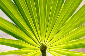 Closeup of Palm Tree Leave Lighten behind by Early Morning Sun, Everglades National Park, Florida, USA.