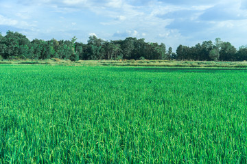 Fototapeta premium Rice farm