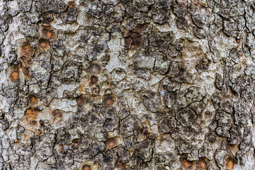 Wood Texture, Detailed texture of lit poplar bark
