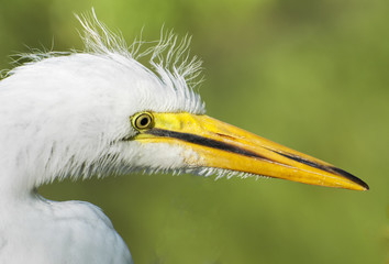 Portrait of Egret in Florida. 