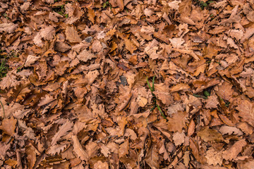 Fallen leaves