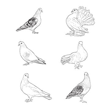 illustration with pigeon silhouettes isolated on white background