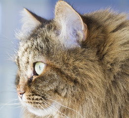 Fototapeta premium Beauty siberian cat, brown mackerel version adult