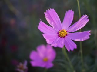 Cosmos flower blooming