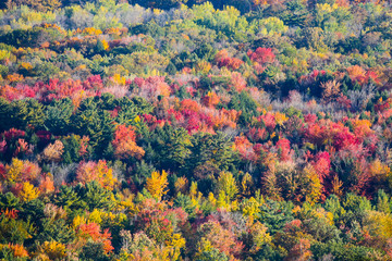 A colorful Wisconsin hillside view of fall trees in October.