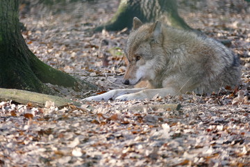 Obraz premium Grauwolf