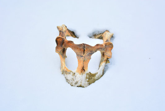 Kur Kafa Tası Kemiği