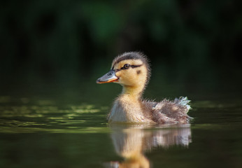 a baby duckling swimming in a pond at a local park