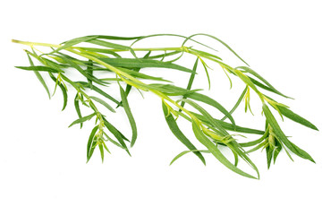 Tarragon herbs isolated on white background