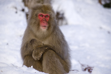 Macaque Monkey in the Snow