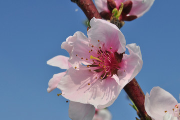Peach pink flower in spring