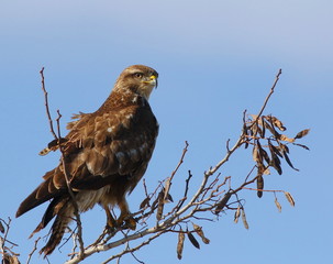 Common Buzzard, Buteo buteo