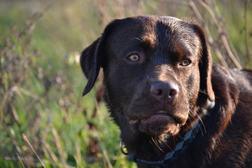 Fototapeta premium Labrador in der Natur