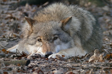 Obraz premium Grauwolf