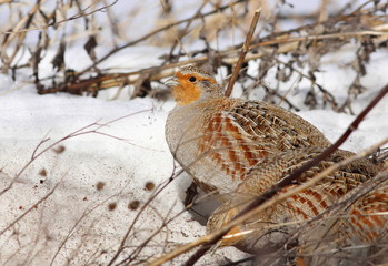Gray partridge on snow, Perdix perdix