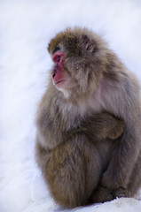 Macaque Monkey in Snow