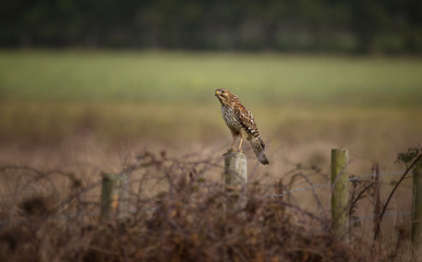 Wild Hawk in Nature