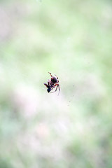 Spider Eating