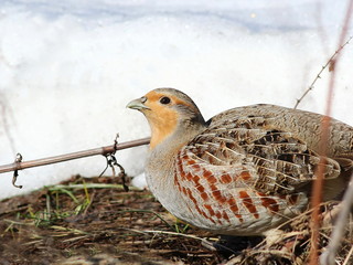 Gray partridge, Perdix perdix
