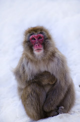 Close Up of Macaque Monkey in the Snow