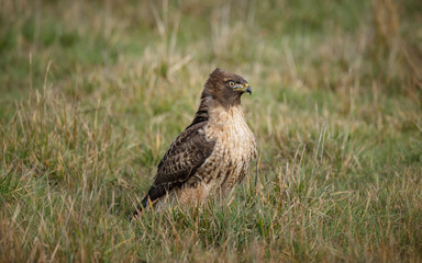 Wild Hawk in Nature