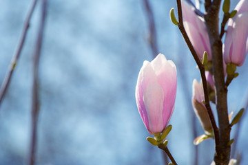 Obraz premium Spring floral background with pink magnolia flowers. 