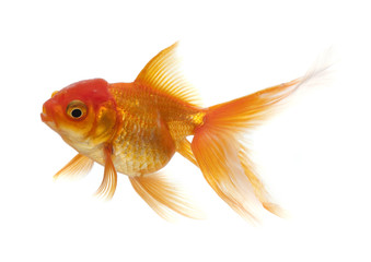 Goldfish isolated on white background