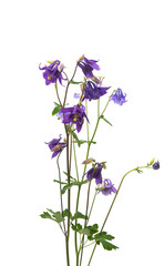 aquilegia flower isolated