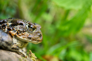 Fototapeta premium Toad in the Oregon Coastal Forest
