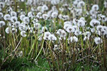 Background and texture of faded yellow dandelions with seeds