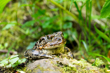 Toad in the Oregon Coastal Woods