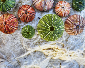 colorful sea urchins on white wet rock beach closeup