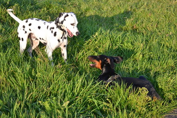 Dobermann und Dalmatiner spielen auf der Wiese im Sonnenschein