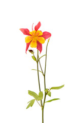 aquilegia flower isolated