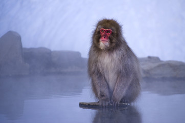 Monkey Sitting by Hot Spring