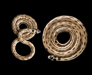 Fototapeta premium Two Eastern kingsnakes or common king snakes, number 80 Lampropeltis getula californiae, isolated black background