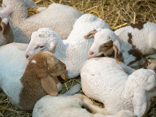 Naklejka premium Sheep