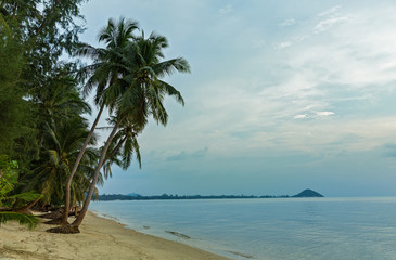 Fototapeta na wymiar Empty beach and palm trees
