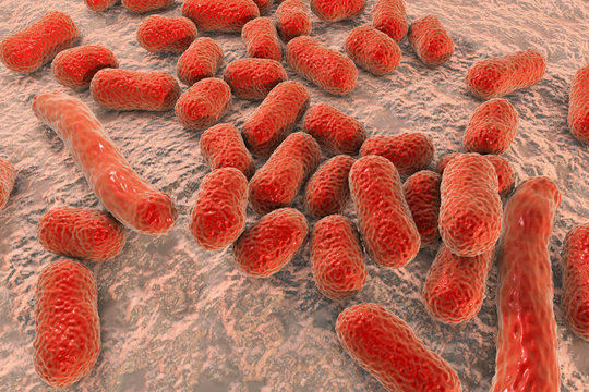 Bacterium Acinetobacter baumannii, multidrug resistant nosocomial bacterium. 3D illustration shows morphology of Acinetobacter such as short rods and sometimes long filamentous cells