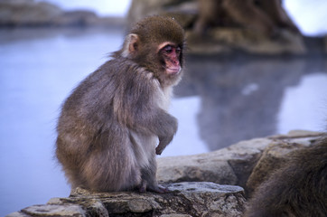 Young Monkey by Hot Spring