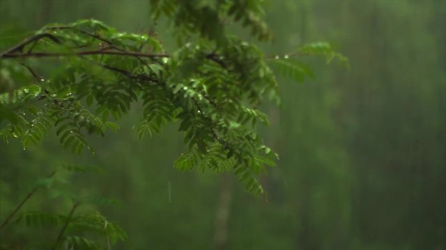 wet Rowan branch under pouring rain