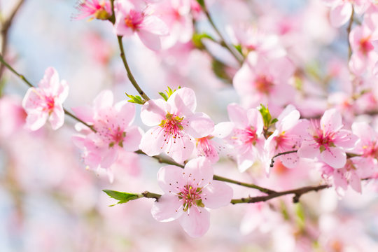 Beautiful spring background, flower blossom on a soft sun light