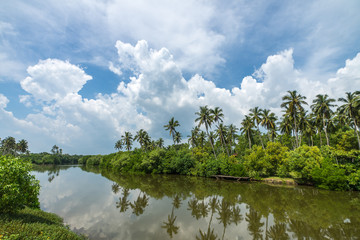 Forêt de palmiers tropicaux au bord de la rivière. Fourrés de mangues tropicales