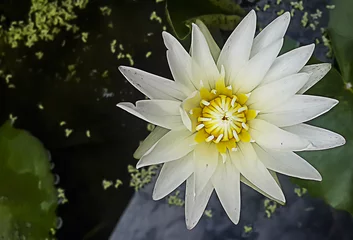 Papier Peint photo Nénuphars White Lotus-White Water Lily pleine floraison sur la surface de l& 39 eau dans le